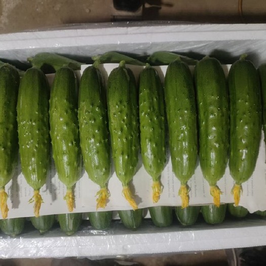 锦州黄瓜