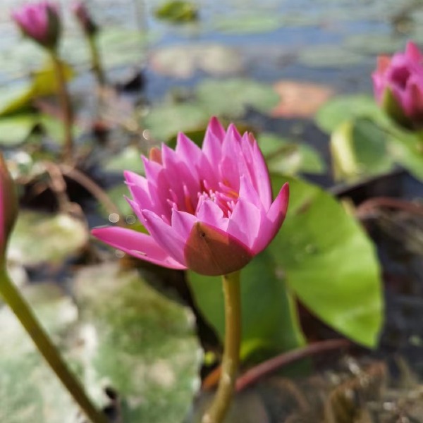 水生植物，睡莲