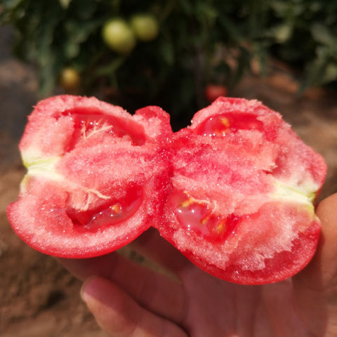 咸阳西红柿种子毛粉阳台菜种子口感型番茄种子毛粉水果番茄世纪毛粉