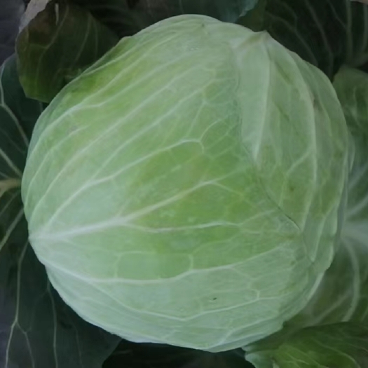 深州市扁包菜