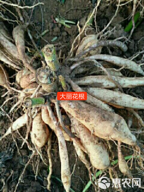 大丽花种球 大丽花苗 提供栽培技术