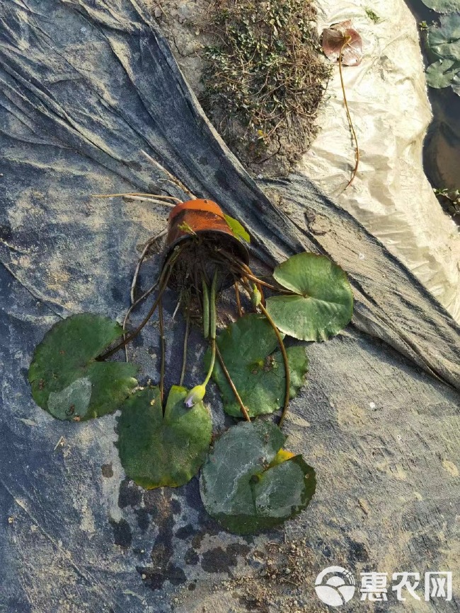 水生植物，睡莲