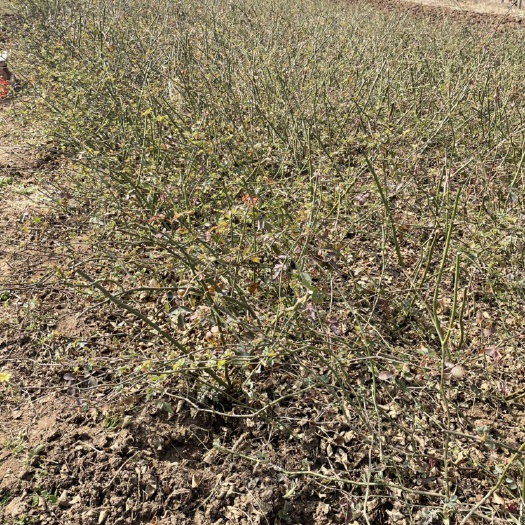 沭阳县红花蔷薇地栽苗 蔷薇多少钱一棵