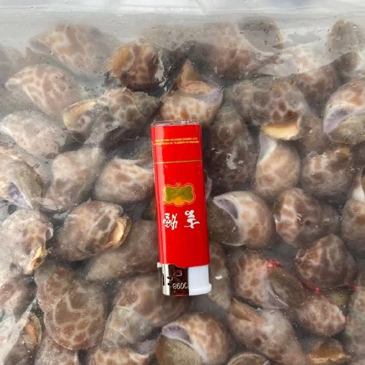 深圳印度长尾花螺