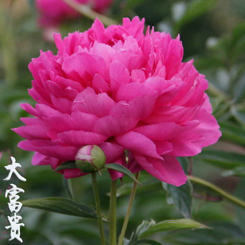 郯城县观赏芍药