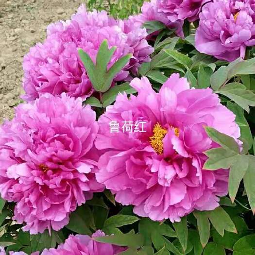 郯城县观赏牡丹