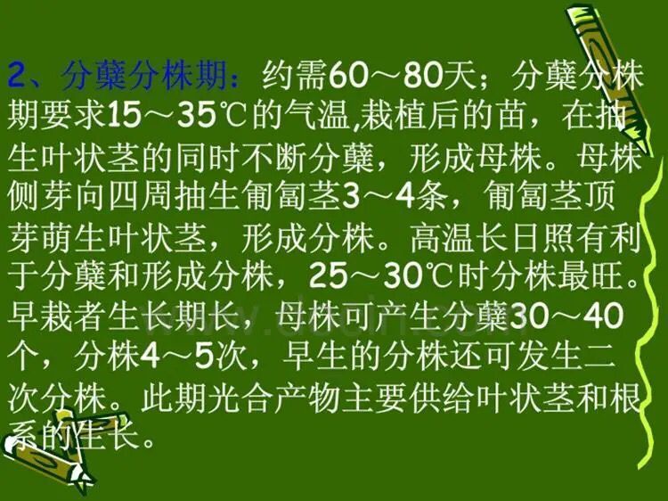 大量供应荔浦水果马蹄种子 荸荠种子