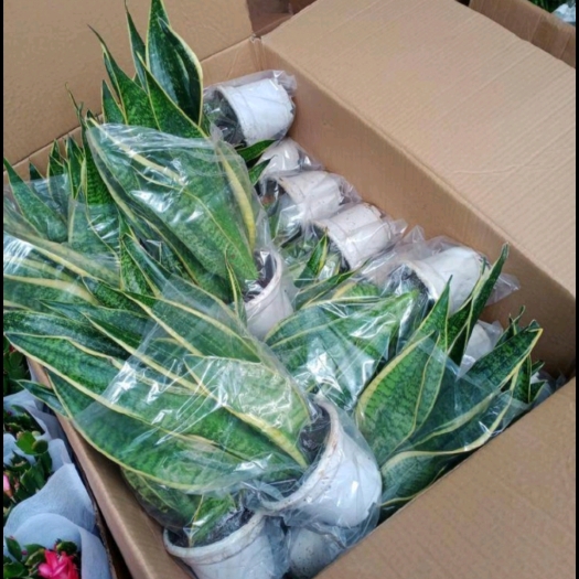 平邑县金边虎皮兰盆栽多肉植物室内花卉虎尾兰客厅大型绿植好养活