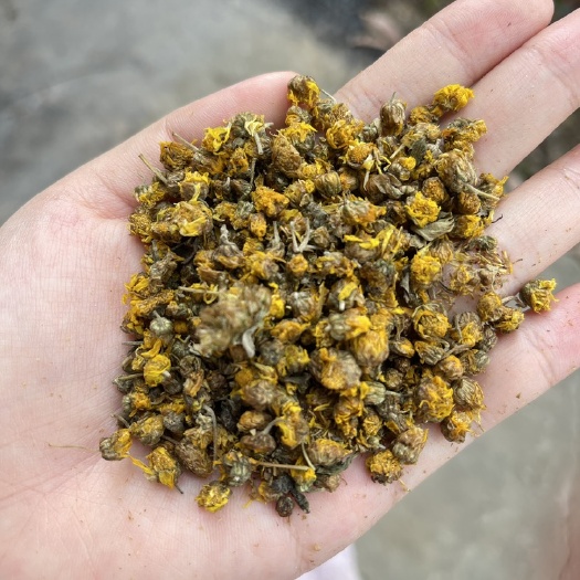 玉林【野菊花】野生花茶下火茶中药材泡水喝茶胎菊野胎菊批发