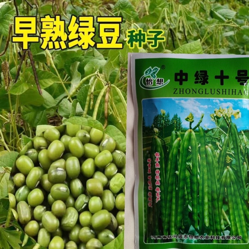 武汉原装绿豆种子早熟丰产绿豆晶五谷杂粮蔬菜春种绿丰王早熟绿豆种子