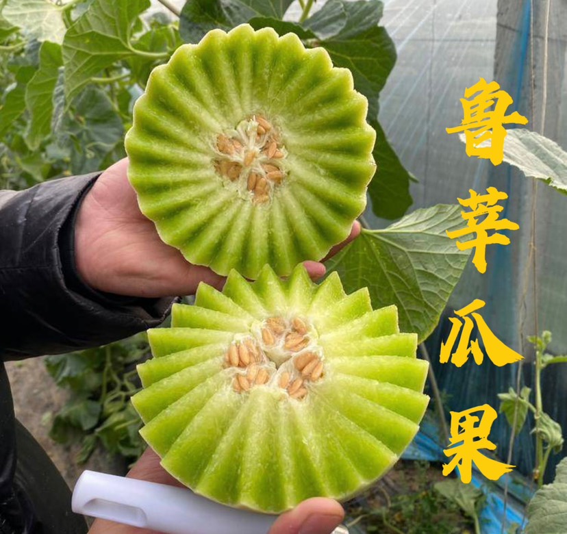 优选玉菇 冰淇凌玉菇甜瓜 三斤以上 皮毛好 欢迎电商商超