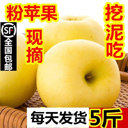 莱阳市烟台黄元帅苹果山东金帅苹果粉糯香甜刮泥一件代发整车落地配宝宝