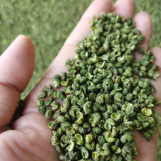 重庆市青花椒麻椒重庆江津九叶青花椒精品过色选机丫丫椒