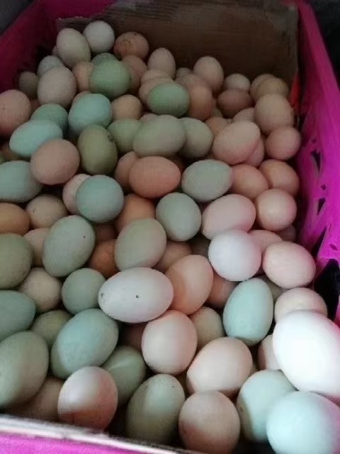 营养美味 园林散养土鸡蛋供不应求