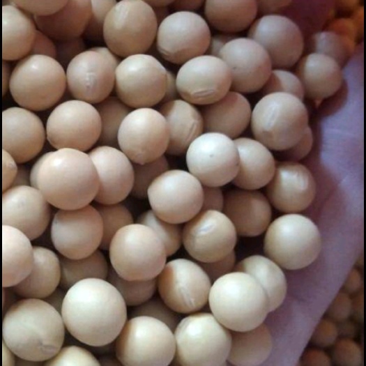 黄大豆