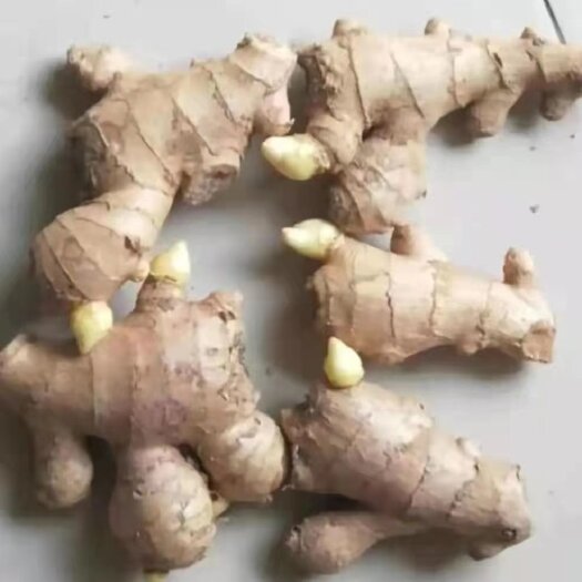 当涂县安徽大黄姜种品种齐全，一手货源，保质保量，全国发货。
