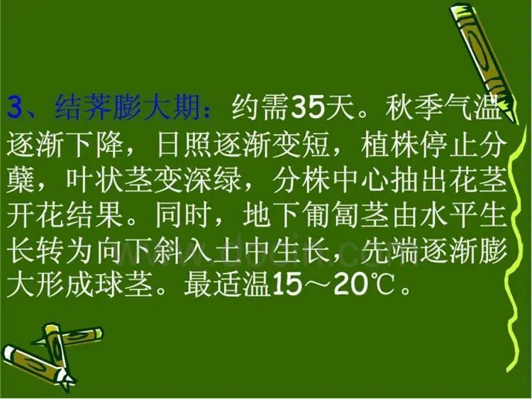 大量供应荔浦水果马蹄种子 荸荠种子