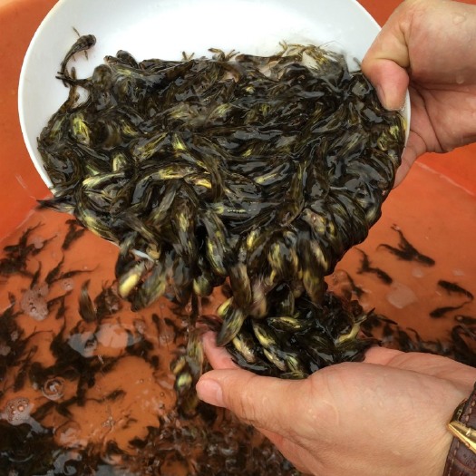 建湖县黄颡鱼苗全国批发，提供运输，提供技术