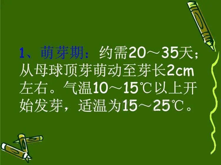 大量供应荔浦水果马蹄种子 荸荠种子
