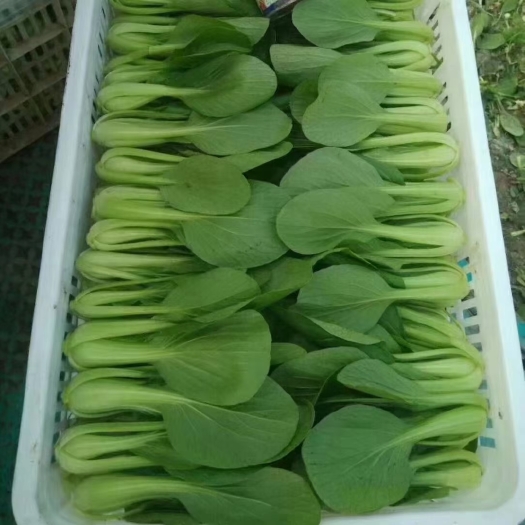 曹县上海青，小白菜