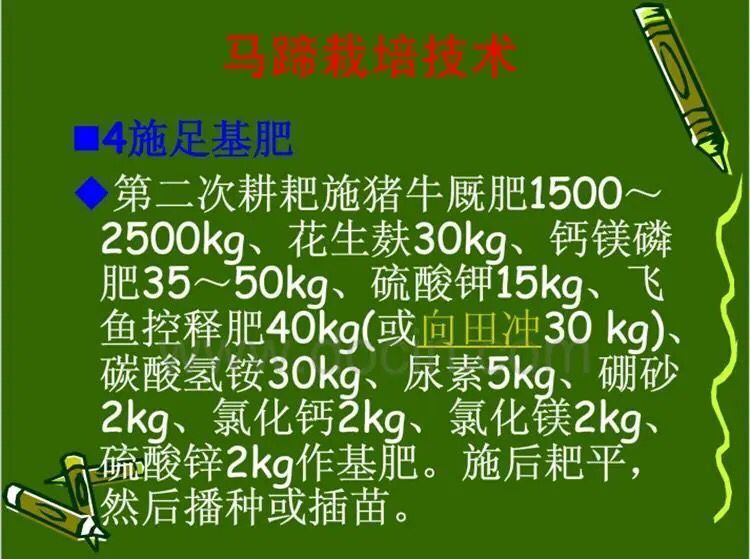 大量供应荔浦水果马蹄种子 荸荠种子