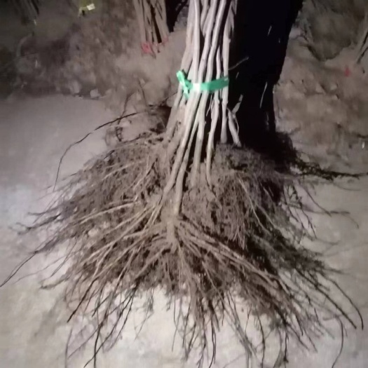 公主岭市大榛子苗