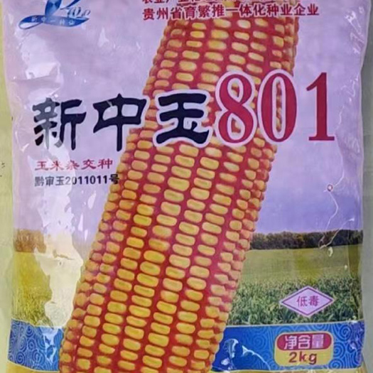 新中玉801玉米种叶鞘紫色果穗筒型籽粒黄色 半硬粒型穗轴白色