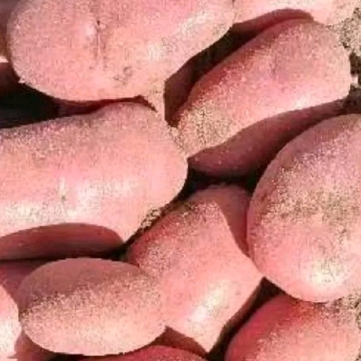 和林县长期供应土豆，希森V6，血川红，红皮土豆，青薯土豆，盈江88