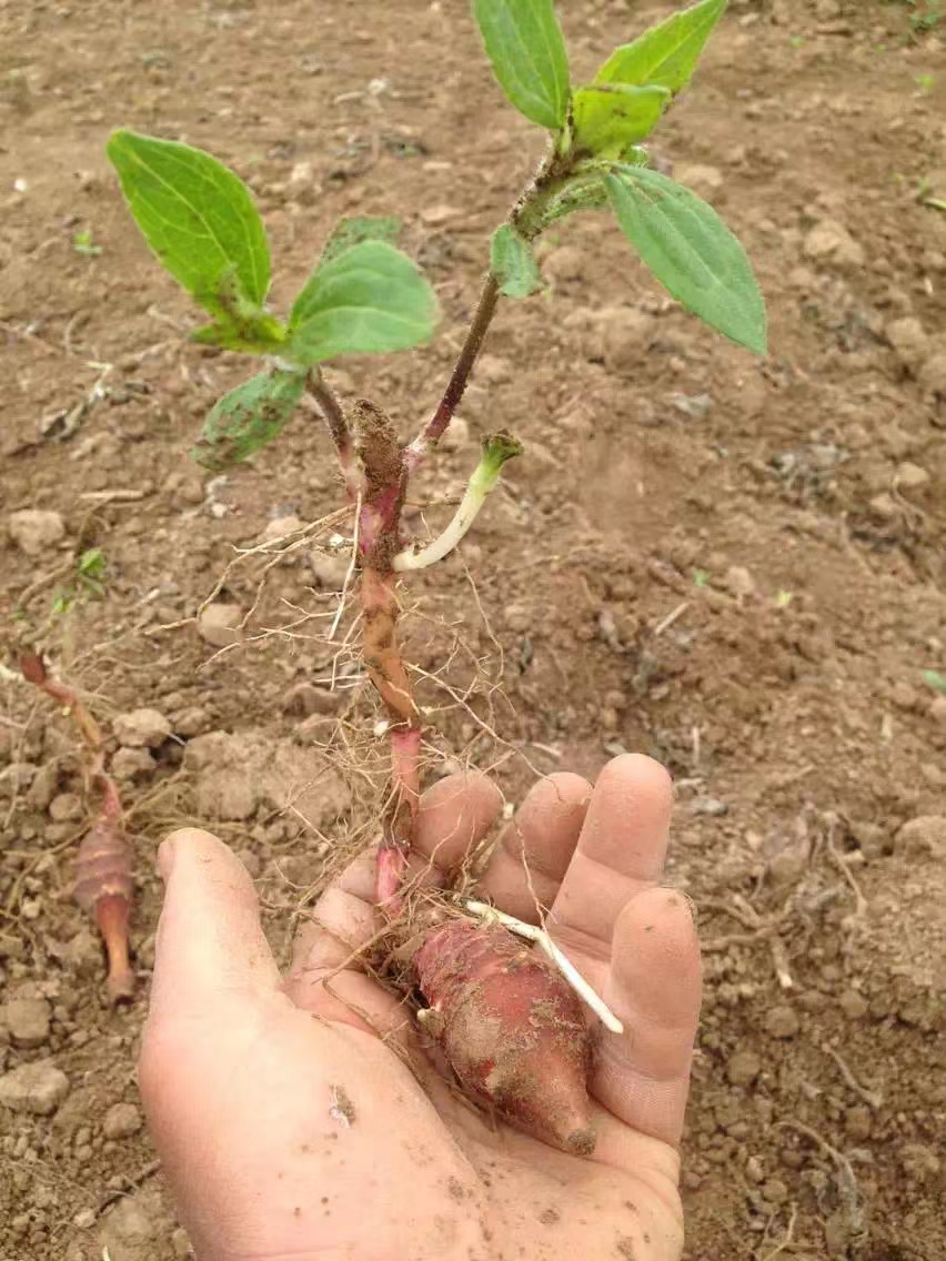 红果菊芋种，胰岛果，产量高，适应性强