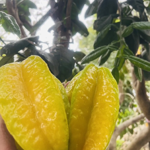 南靖县福建漳州杨桃，水分充足，营养协调，榜上有名！！！