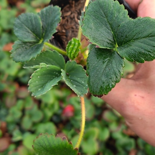 沭阳县奶油草莓苗 四季草莓苗 九香草莓苗 盆栽草莓