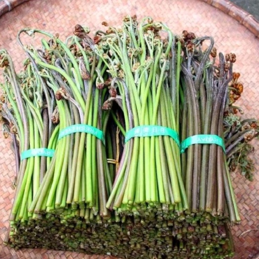 金沙县大量蕨菜上市