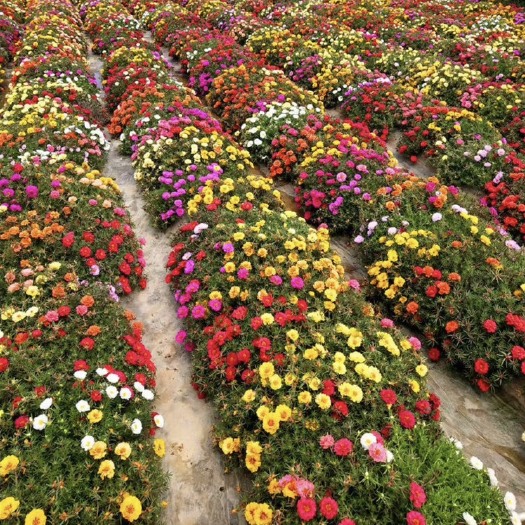 杭州太阳花种子花种籽子重瓣混色四季播种开花不断室内外庭院阳台种植