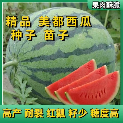 宿州美都西瓜苗嫁接 育苗大棚育苗日交易额破万欢迎实地考察