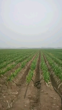 界首市大葱质量好，价格优，口感佳，绿叶多，欢迎咨询