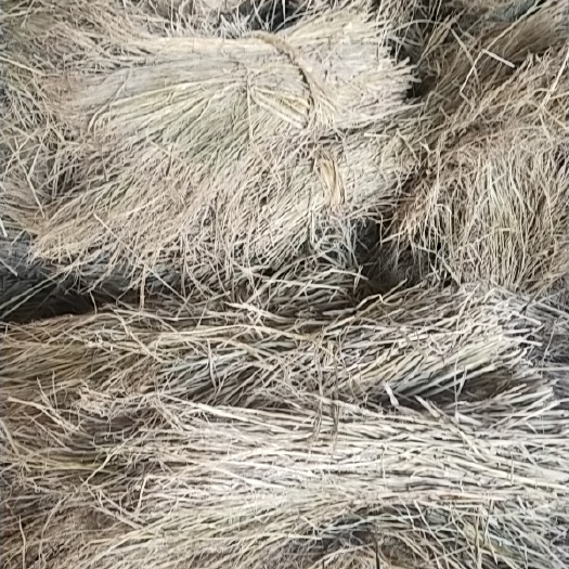 如东县治沙草，牛草，酒草