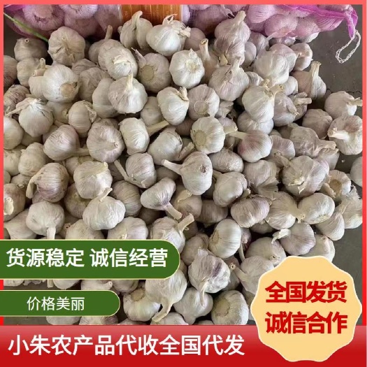 中牟县紫红皮大蒜，库内库外常年供应，各种规格！（电商）