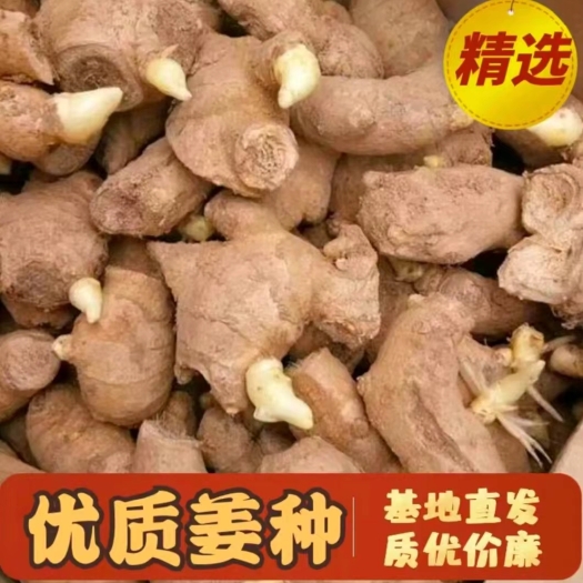 会泽县云南368王小黄姜种，全国发货保质保量，一手货源