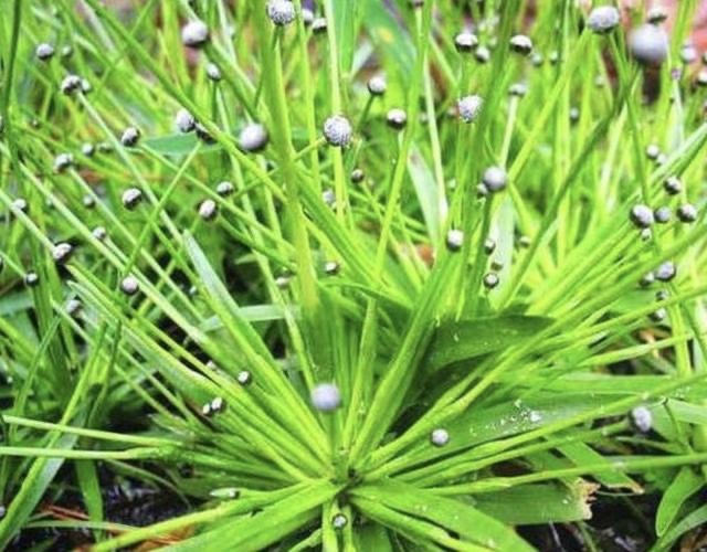 成都谷精草、珍珠草、耳朵刷子、挖耳朵草、眼疾近视、