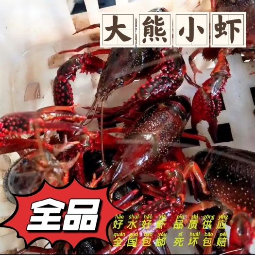 【洪湖】清水好虾
 直供鲜活饱满5.31价格