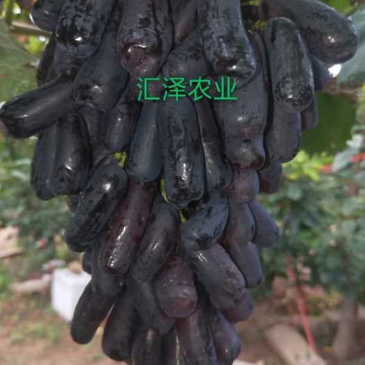 平度市蓝宝石 东方蓝宝石 嫁接苗 扦插苗