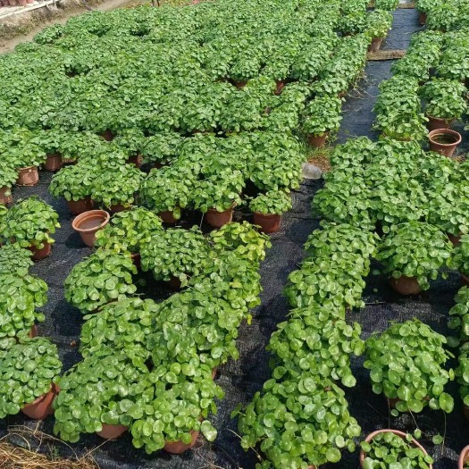 中山市水生植物铜钱草
