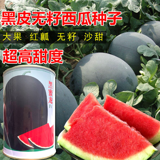 济南黑蜜龙椭圆形黑皮西瓜种子 80g杂交中熟薄皮大红瓤西瓜种籽
