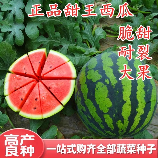 宿州甜王西瓜苗嫁接育苗大棚育苗日交易额破万欢迎实地考察