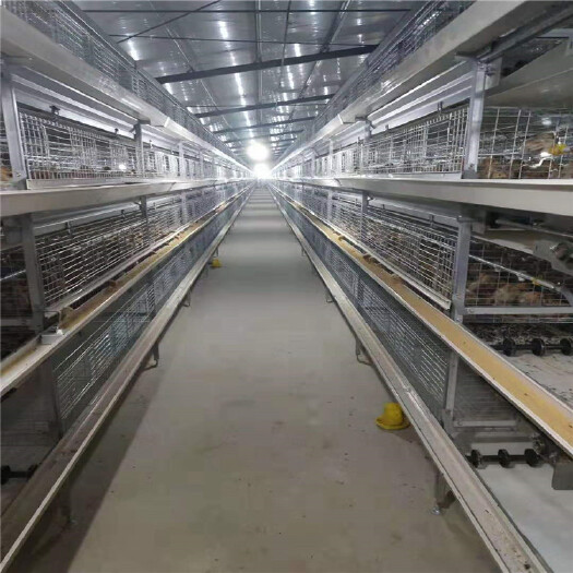 西平县鸡笼厂供应自动肉鸡笼四层肉鸡设备全自动清粪喂水