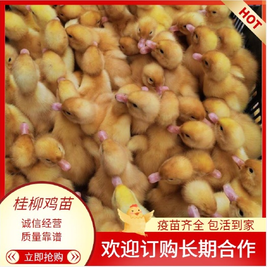 南宁[鸭苗 桂柳白鸭苗]   优良品种 质量保证