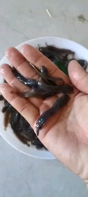 广州埃及塘虱鱼苗