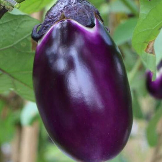 杨凌高科茄子种子烧烤茄子袋装牛心茄黑茄种子食用茄子椭圆黑茄