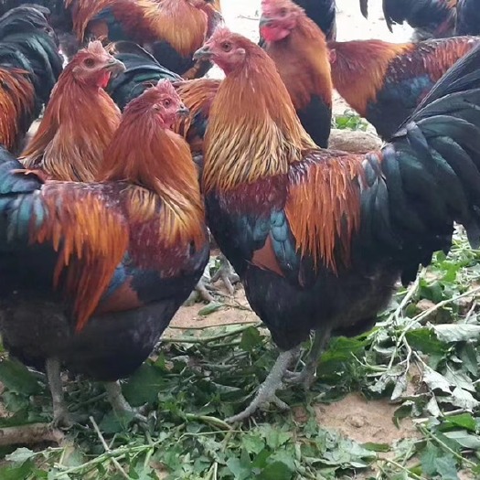 南宁鸡苗，红瑶黑瑶，厂家直销，量大从优