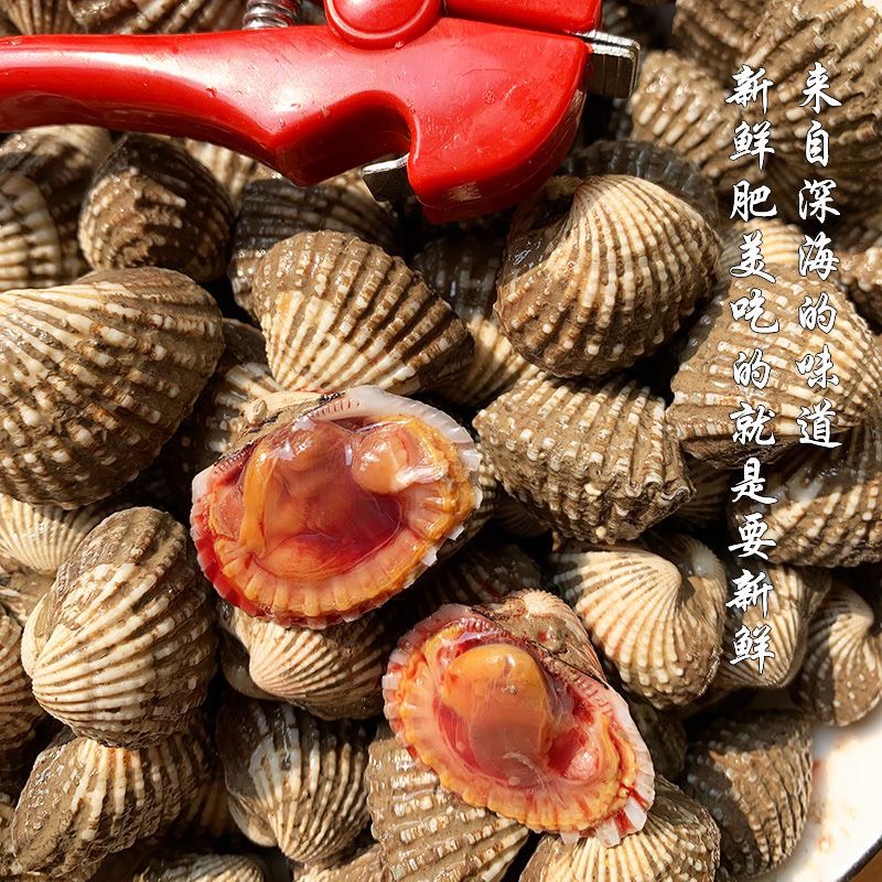 饶平血蛤花蛤鲜活泥蚶银蚶非毛蚶新鲜超大贝壳类
